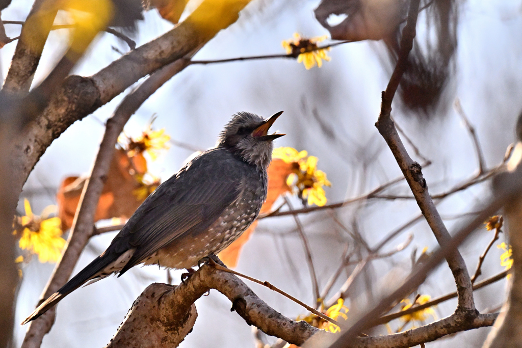 これも食べるの？