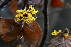 シナマンサク咲く