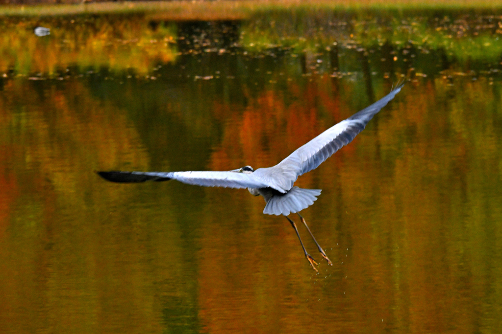 秋彩に飛ぶ