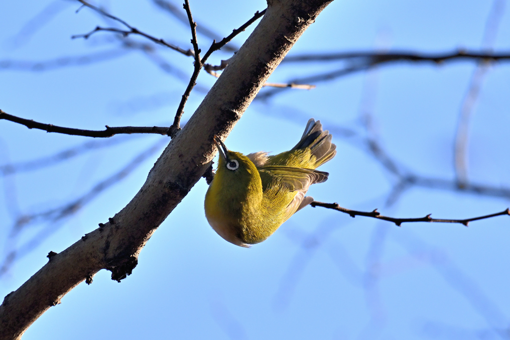 ここに美味しいものが