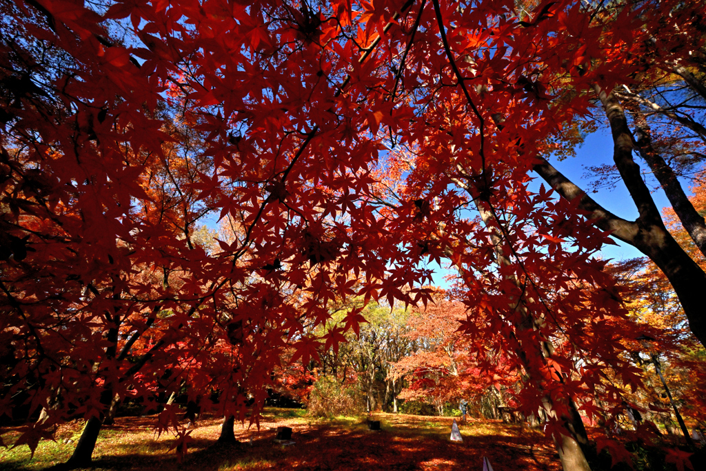 モミジ三昧　その１