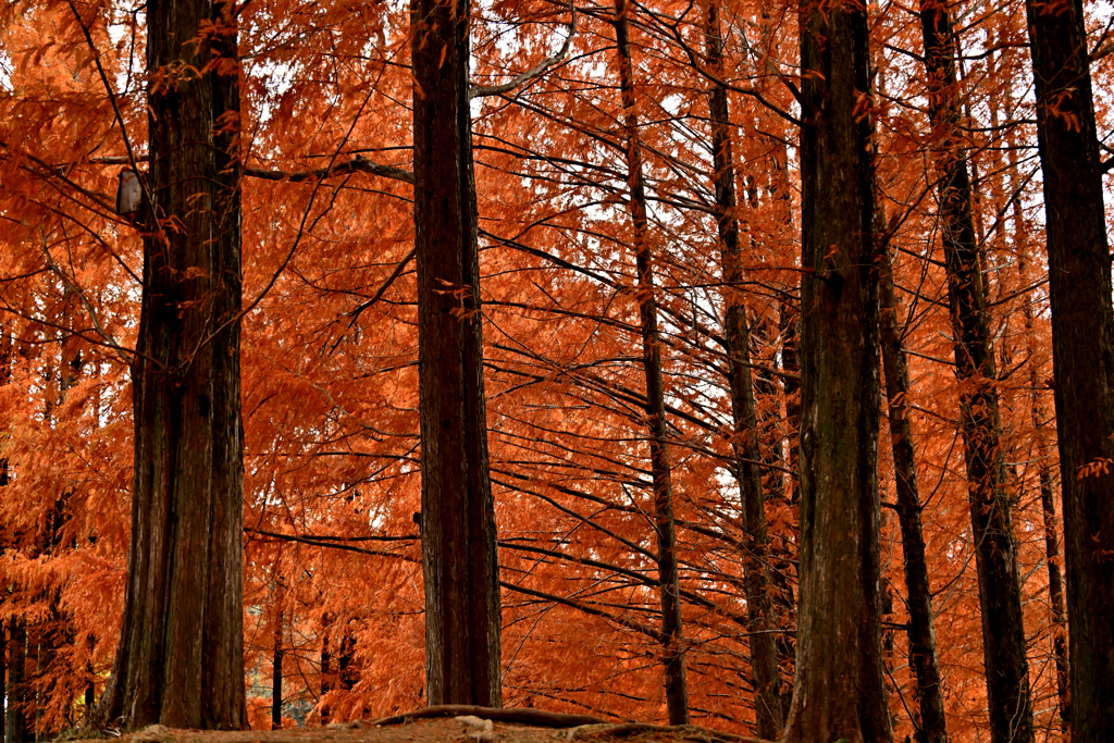 メタセコイヤの赤