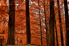 メタセコイヤの赤