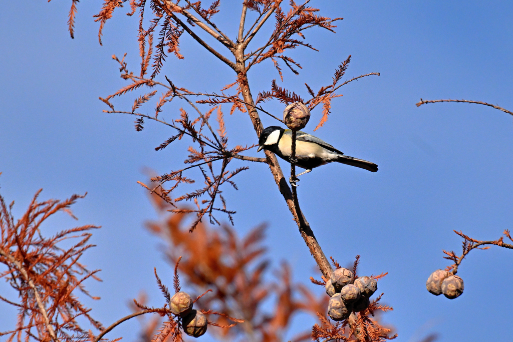 シジュウカラさん　-2-