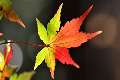 一葉グラデーション