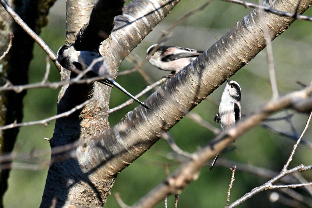 楽しむエナガさん