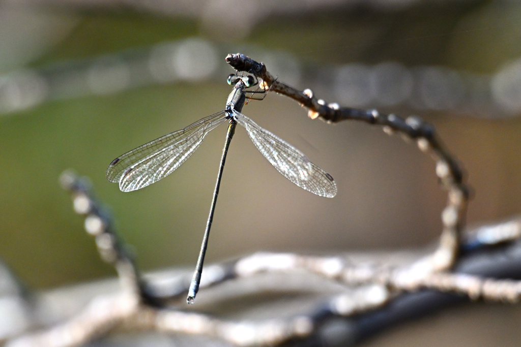 晩秋のイトトンボ