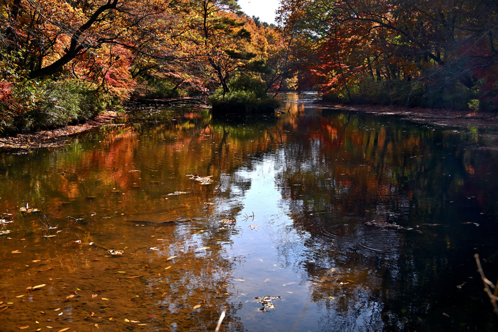 池と紅葉