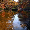 池と紅葉
