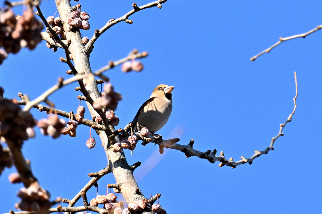 この実はちょっと…