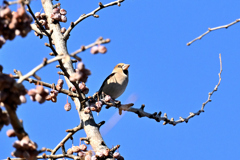 この実はちょっと…