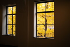 窓外のイチョウ