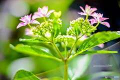 アジサイとオールドレンズのフレア