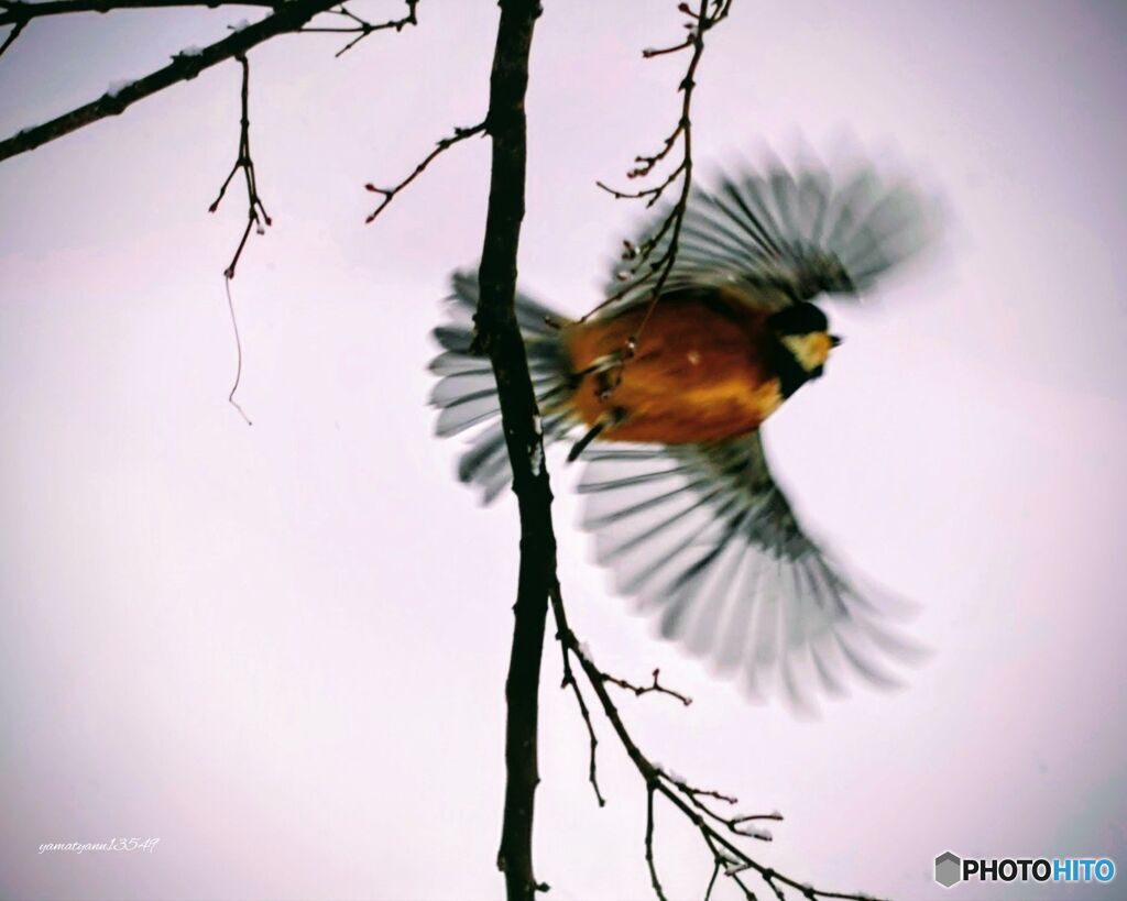 ヤマガラ飛び立つ！！