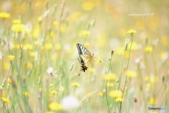 たんぽぽとアゲハ蝶