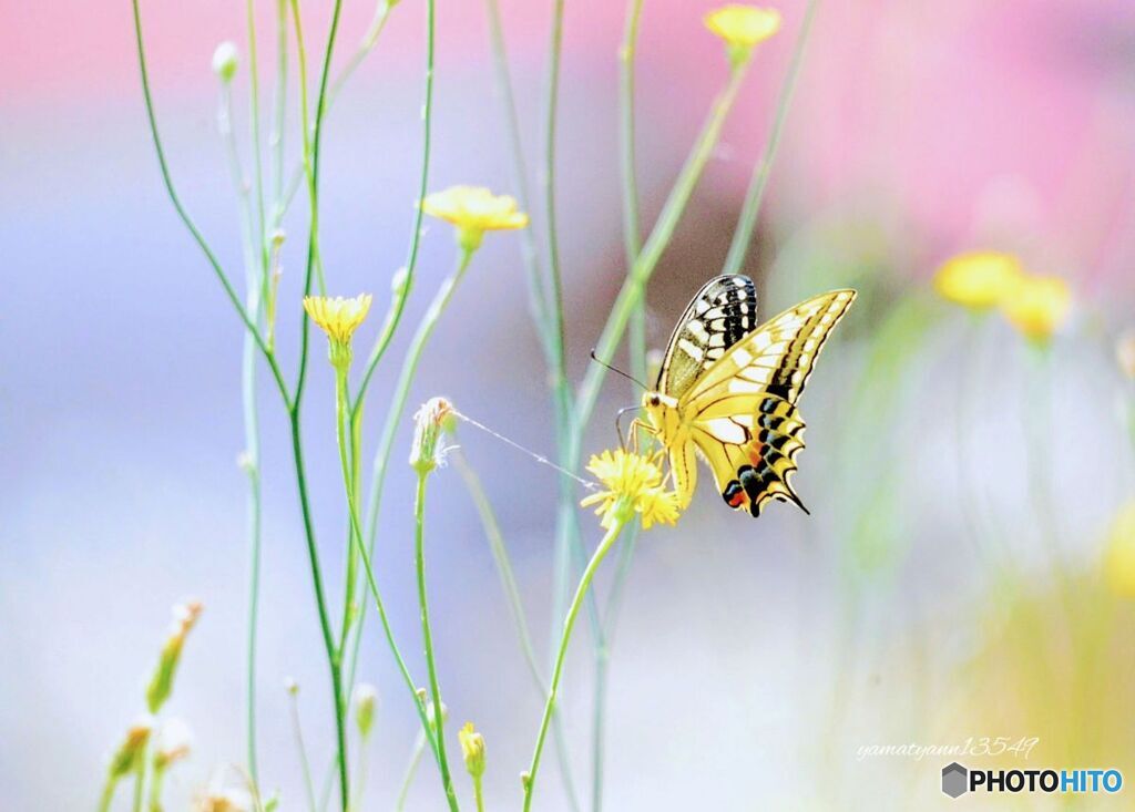 美しいアゲハ蝶