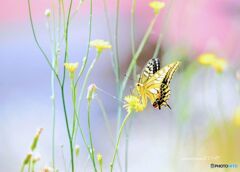 美しいアゲハ蝶