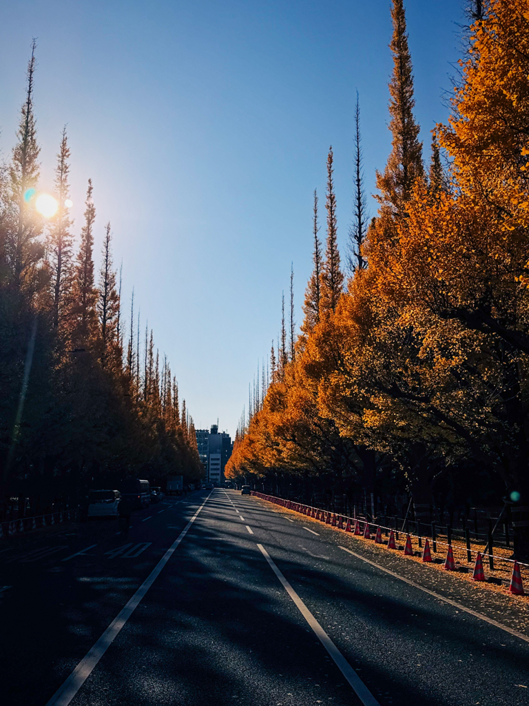 逆光と銀杏