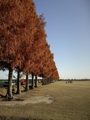 モサっとピシッと