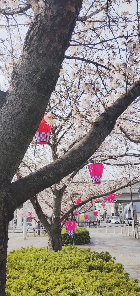 花園桜　東大阪