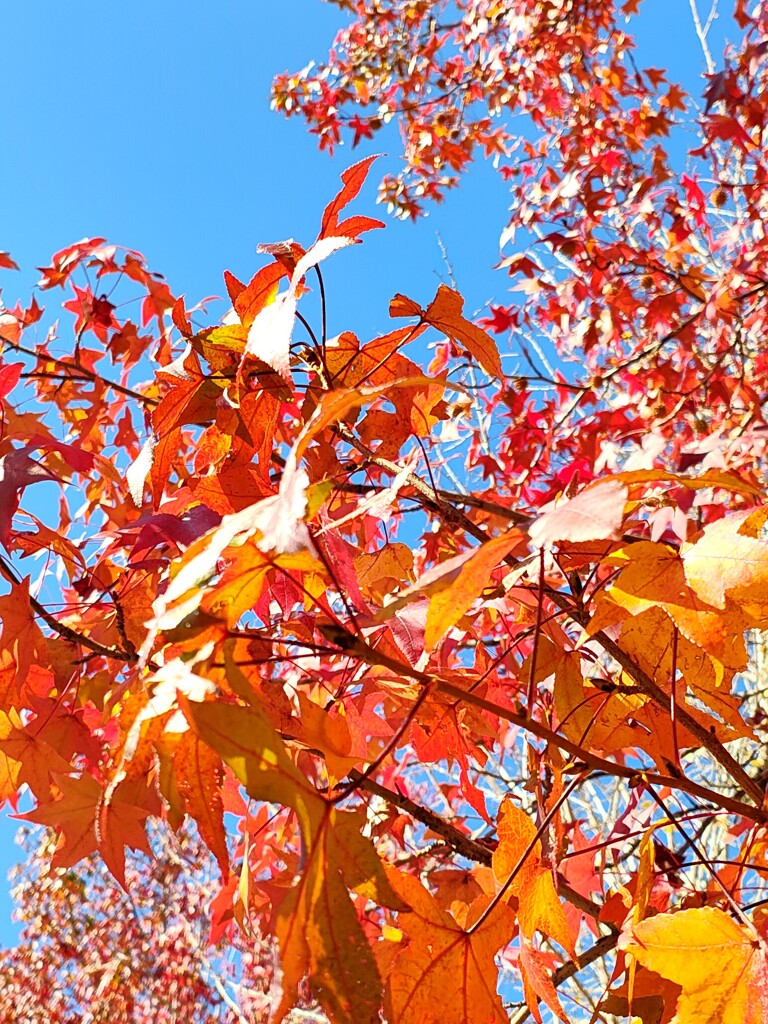 燃ゆる空への別れ