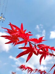 逆光に輝くモミジ