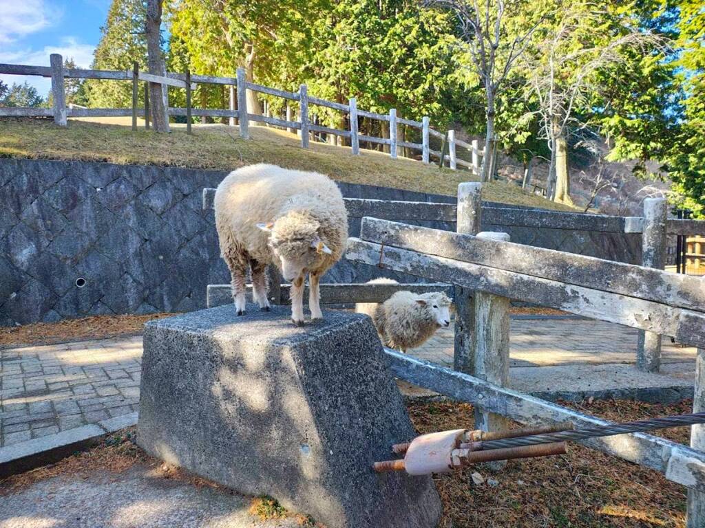 毛づくろいするひつじ