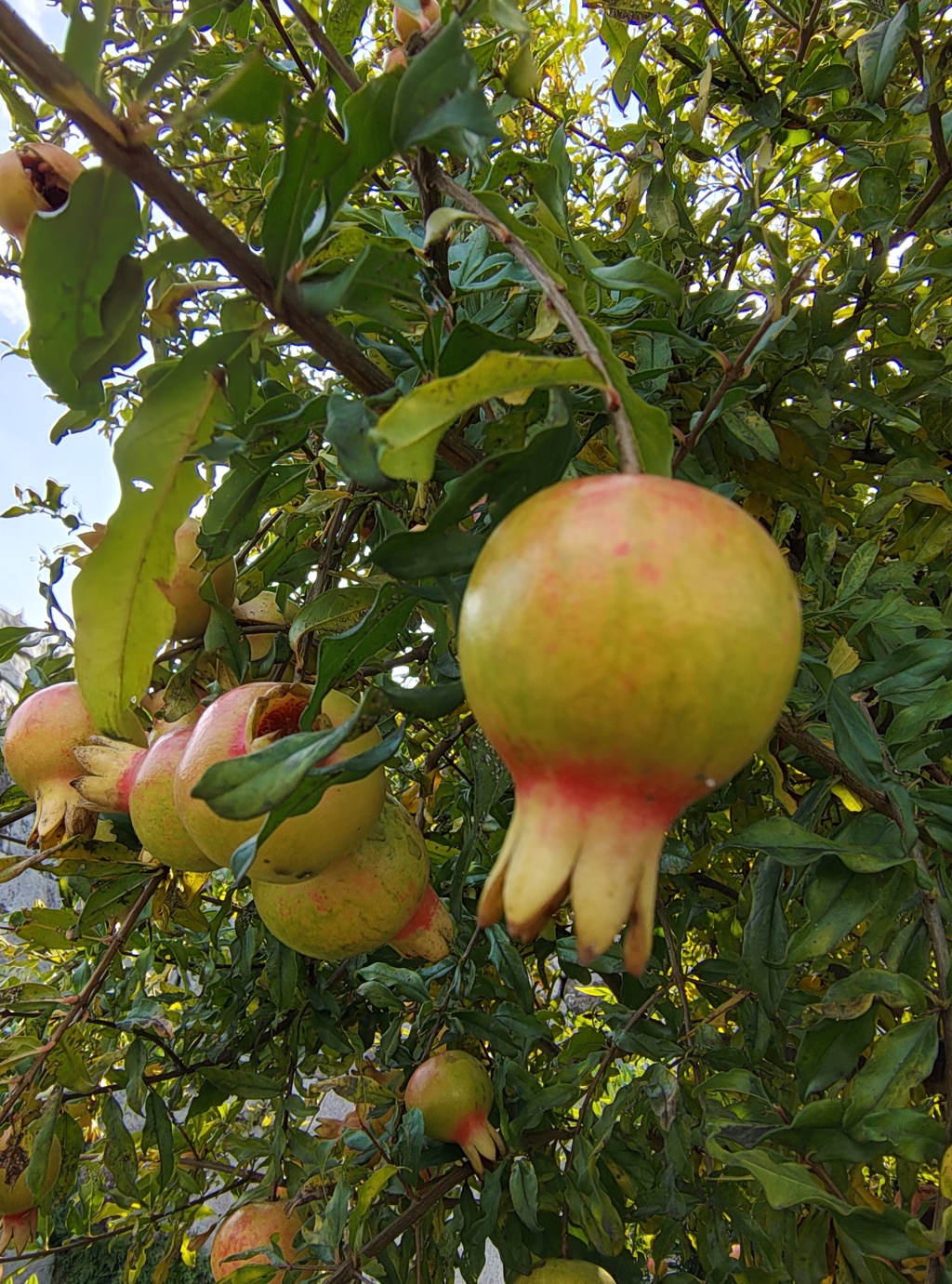 緑葉に輝く若きザクロ