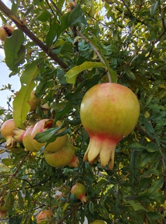 緑葉に輝く若きザクロ