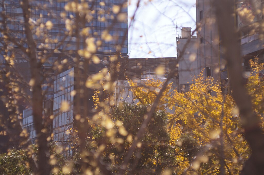 御堂筋のイチョウ