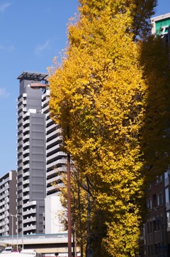 大使館前のイチョウ