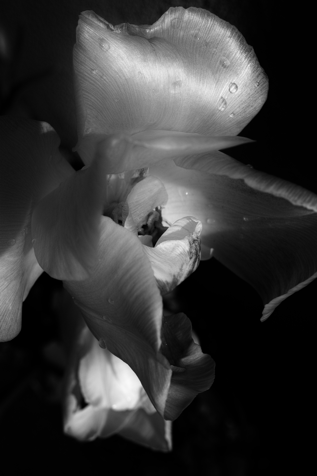 その姿は僅かで。