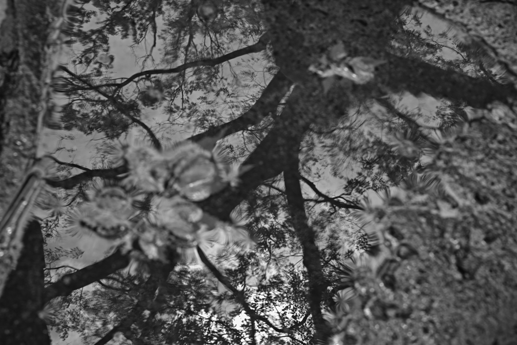 水面に映る向こうの自分。ぼっと眺めて吸い込まれそうな気になる。