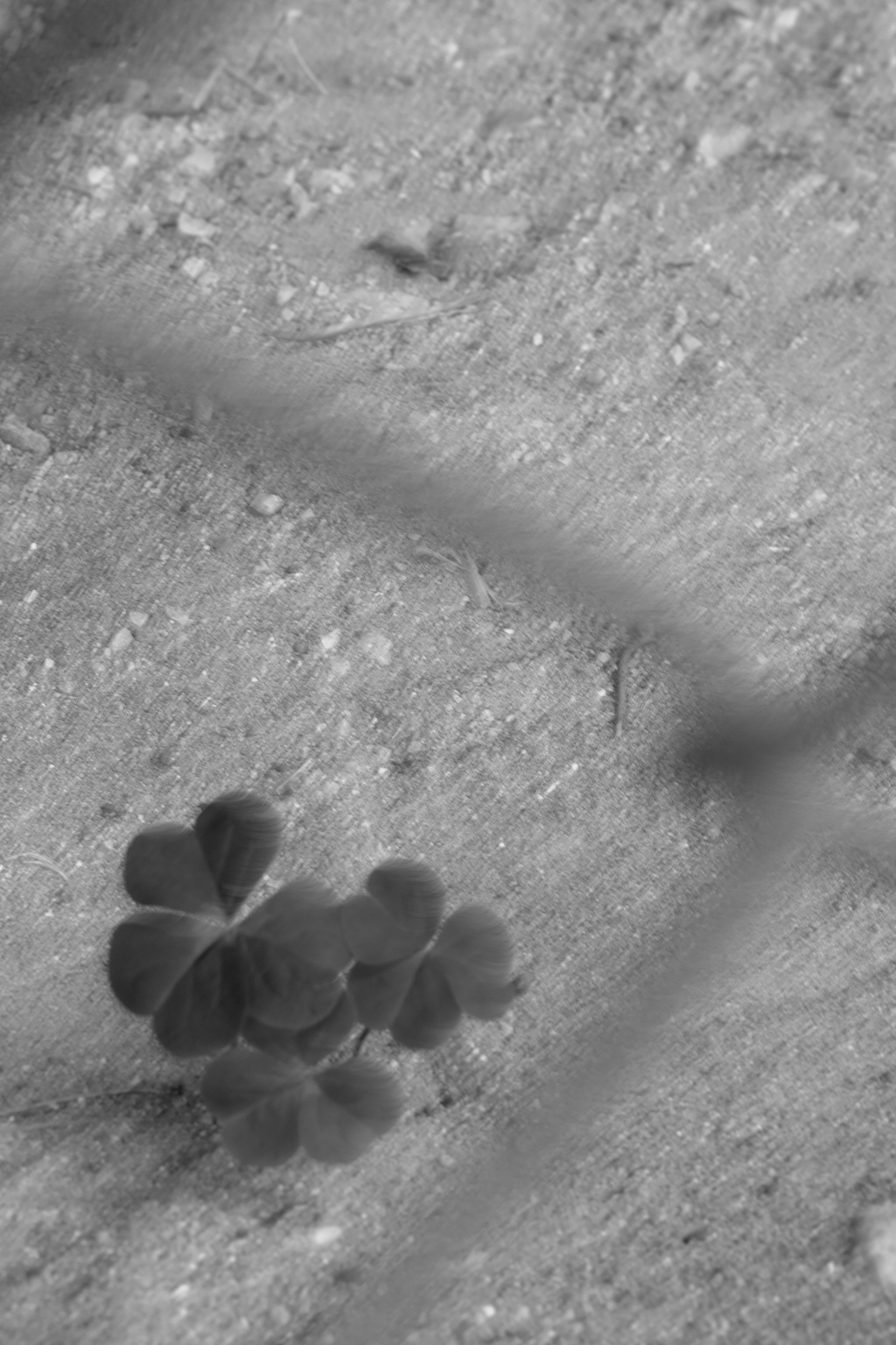 見かければ幸運を探してしまうけど　それはクローバーでなくとも大丈夫ですか？