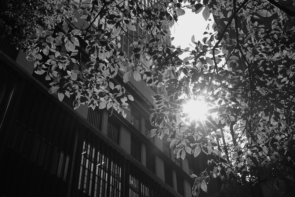 眩しさに、目を細めた