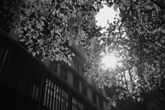 眩しさに、目を細めた