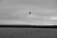 飛んでみたい　って、鳥を見るたびに思います。