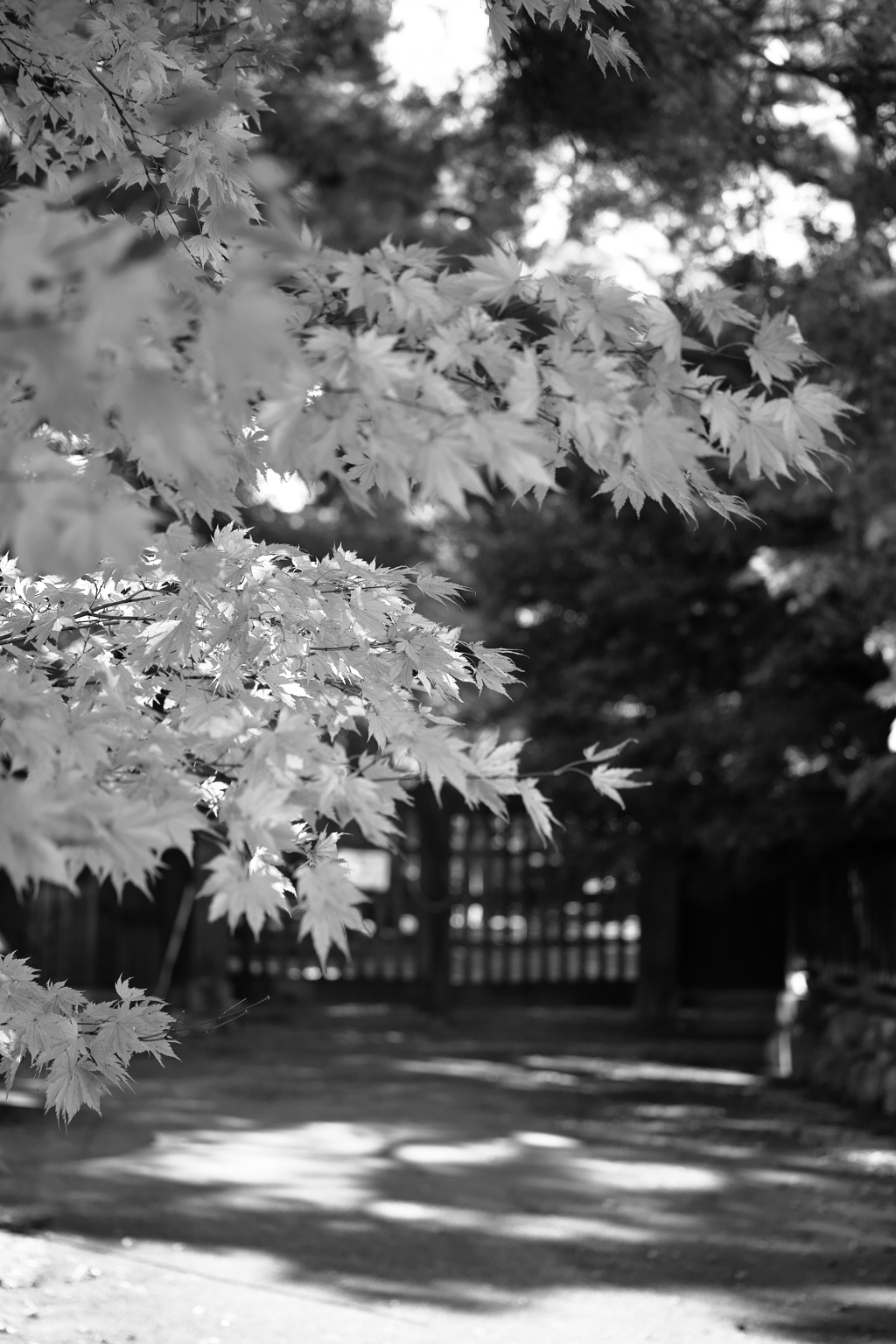 もみじと御屋敷と短い秋