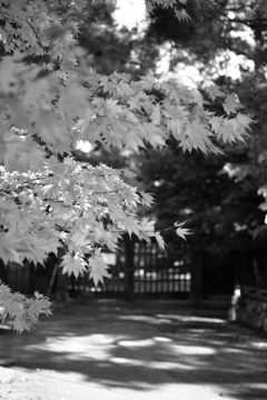 もみじと御屋敷と短い秋