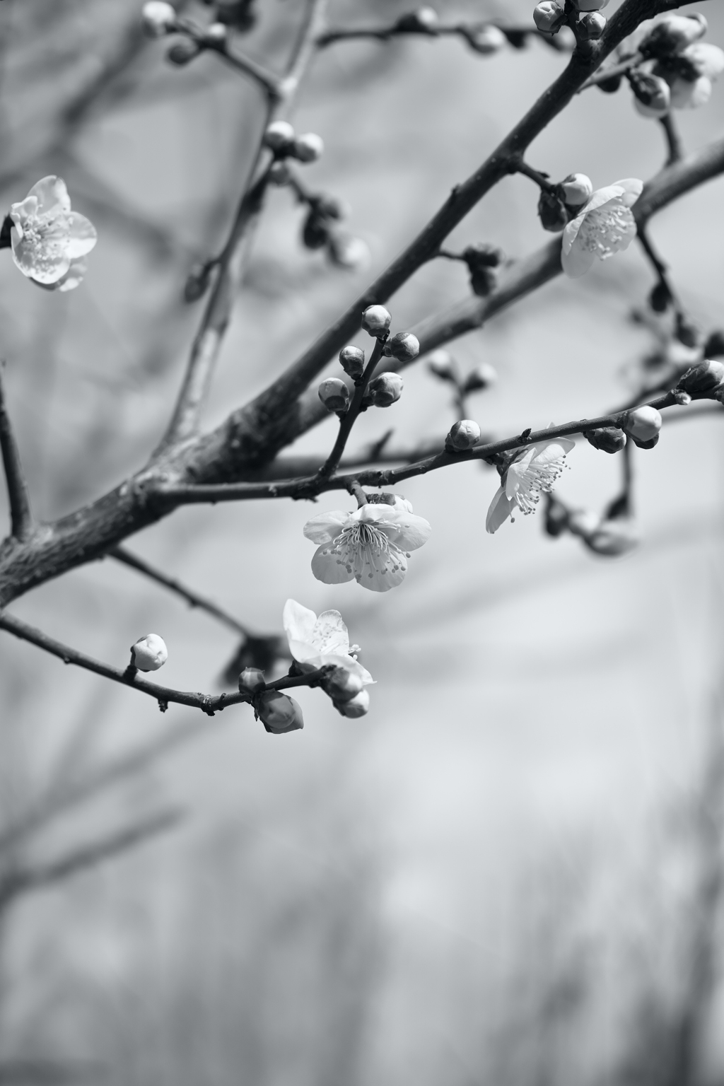 梅まつりの中吊りを見た日 公園にはもう梅が開く。ふと春に追い越された気分だ。