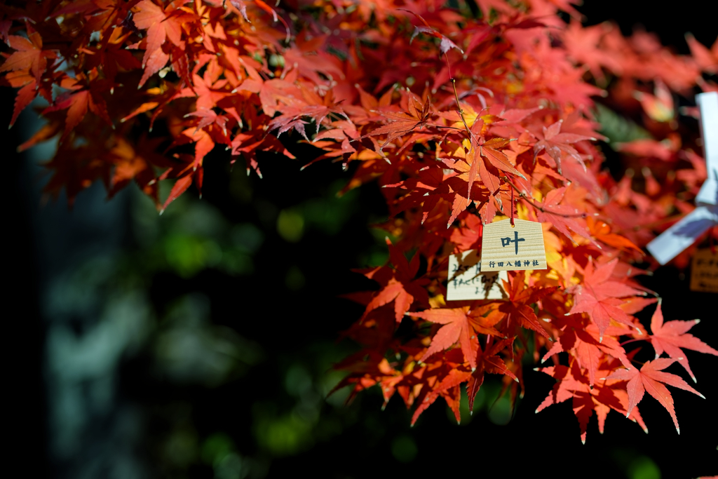 叶う想い、舞う紅葉