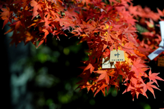 叶う想い、舞う紅葉