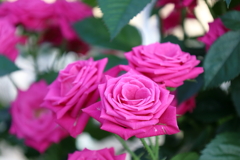 1380C23F-F2A9-4E55-9AFA-955872674B36IMG_