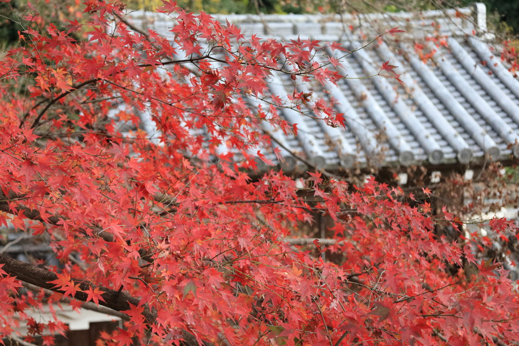 FD0382C9-A594-441D-93E7-0E574CD62B65IMG_