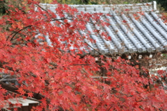 FD0382C9-A594-441D-93E7-0E574CD62B65IMG_