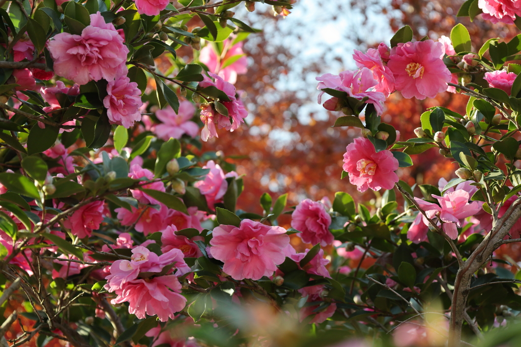 5EEDFF05-C17C-4833-A8EA-066AFCC2C670IMG_