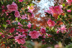 5EEDFF05-C17C-4833-A8EA-066AFCC2C670IMG_