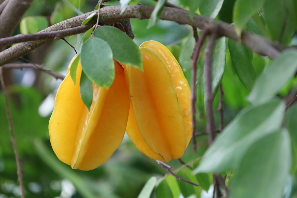 スターフルーツ