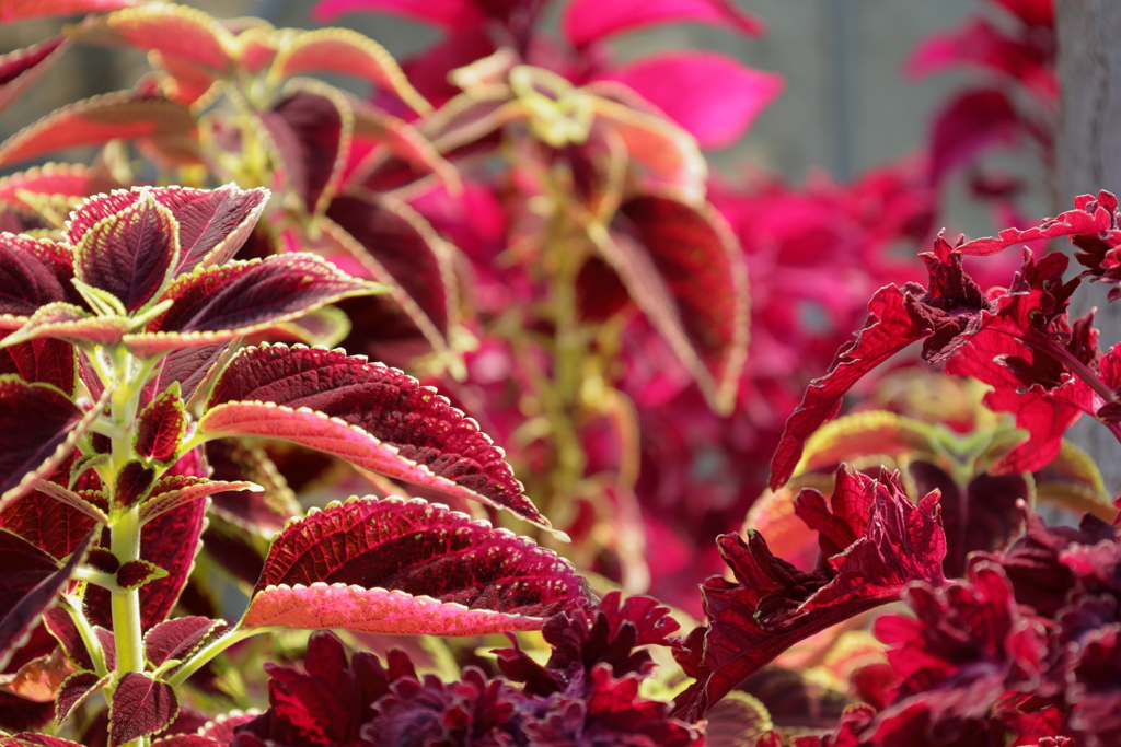 21E3DD0E-57C9-4162-89EB-0361D46066B0IMG_