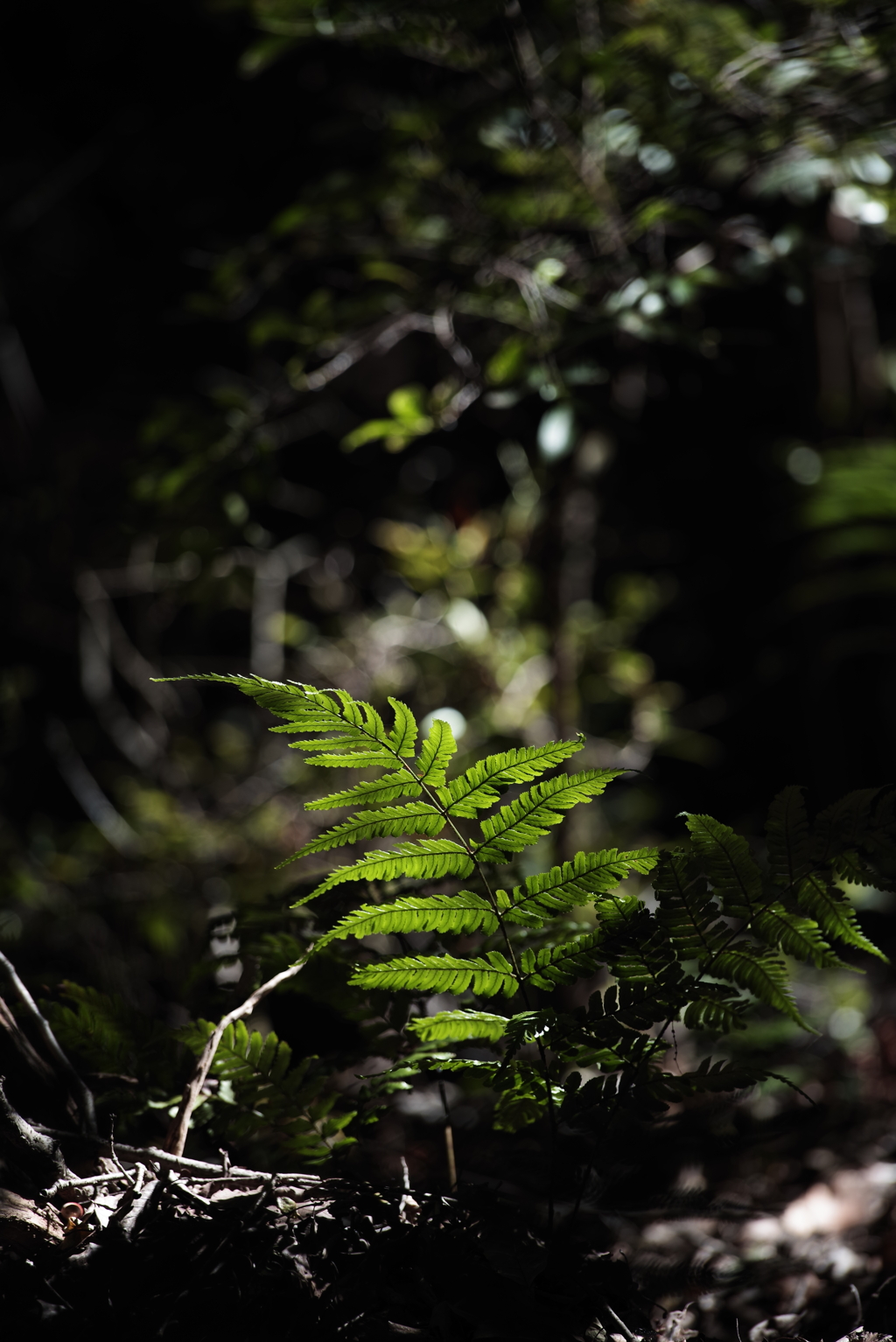 暖かな光を浴びて